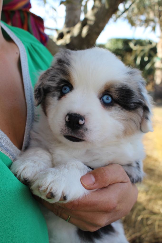 Du Pic Del Canigo - Berger Américain Miniature  - Portée née le 30/11/2022