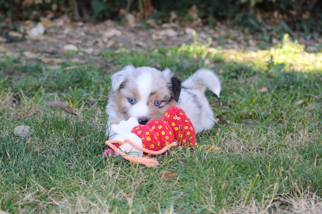 Du Pic Del Canigo - Berger Américain Miniature  - Portée née le 01/12/2022